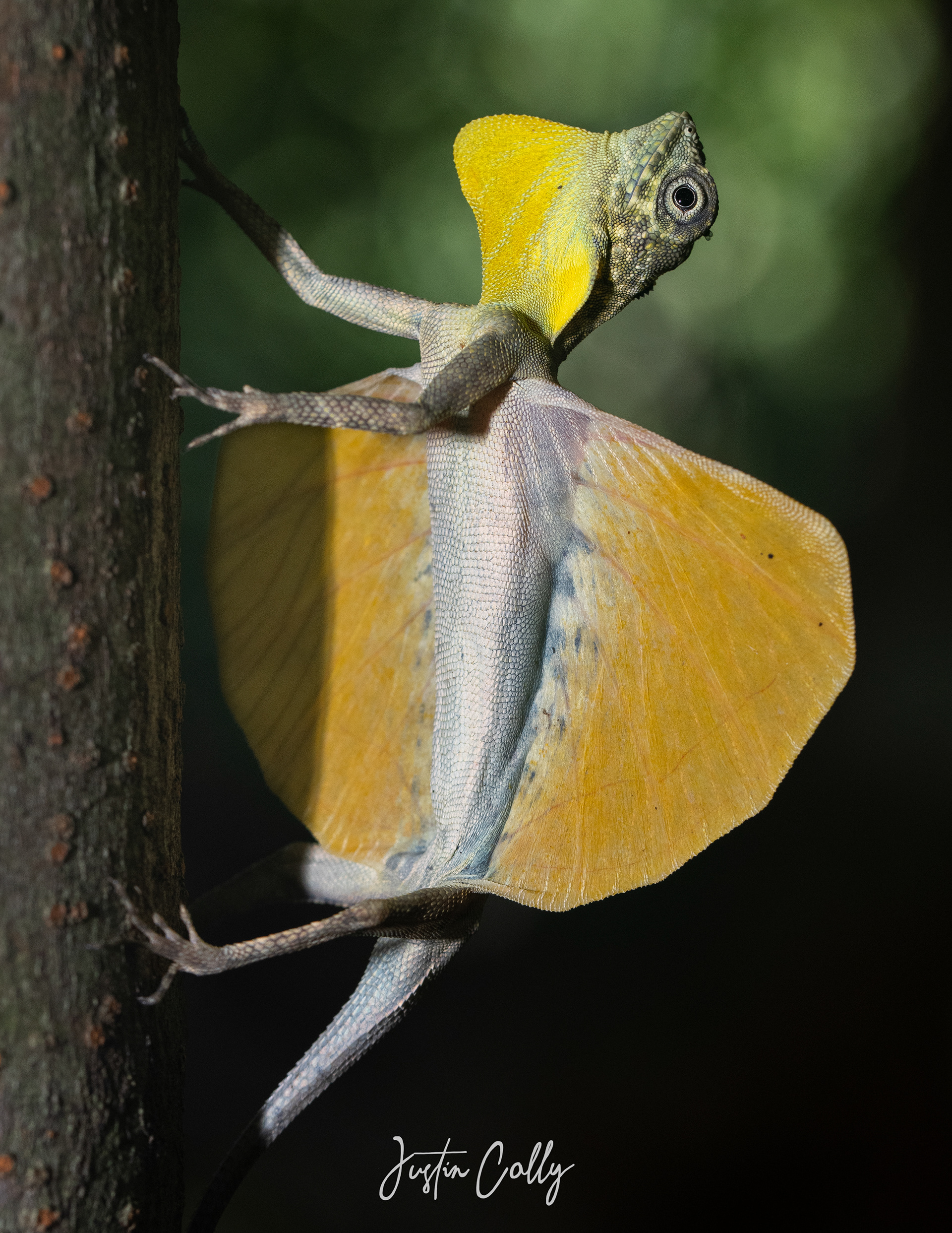 Sulawesi lined gliding lizard (Draco spilonotus) in Tangkoko, Borneo