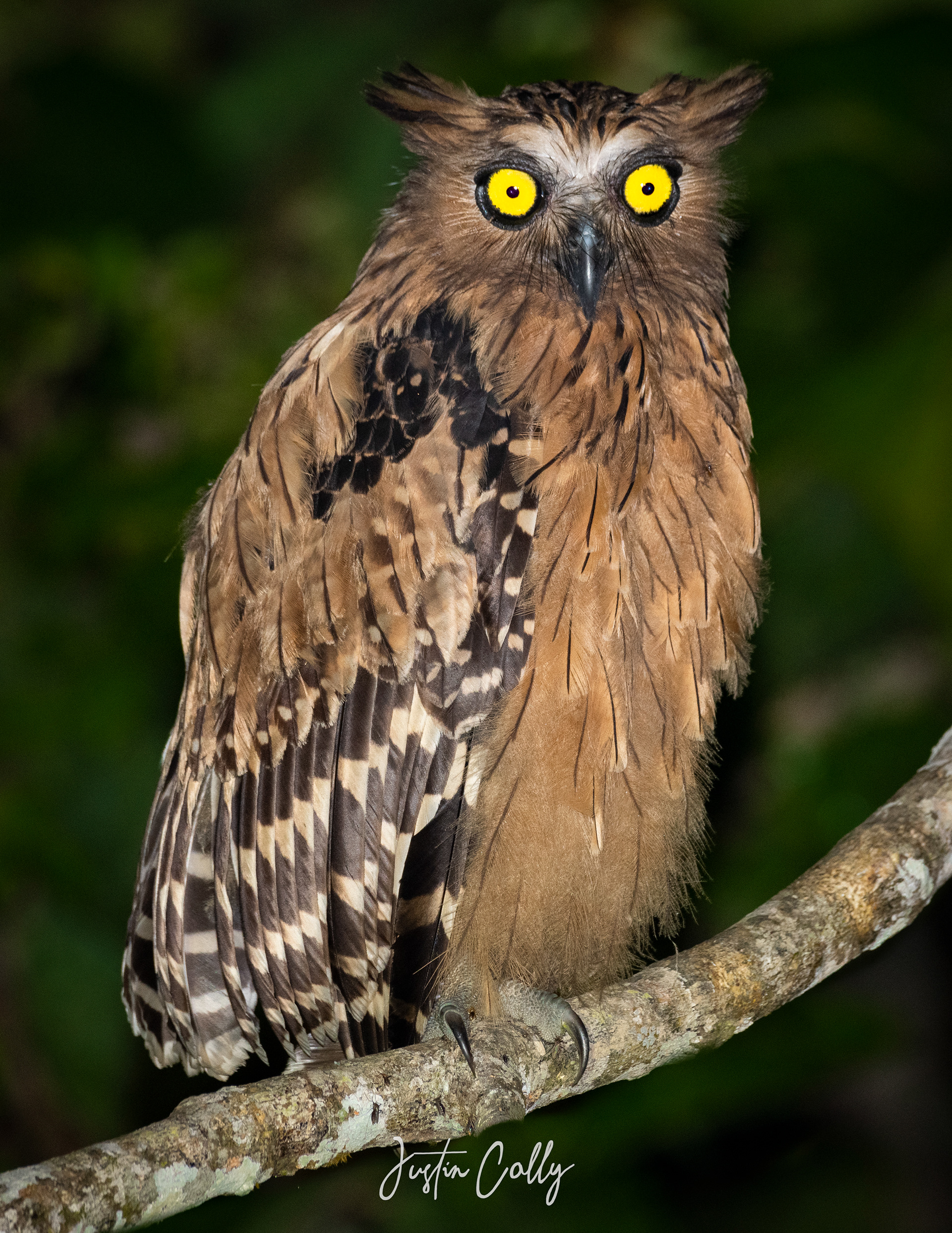 Buffy fish owl (Ketupa ketupu) in Kinabatangan, Borneo