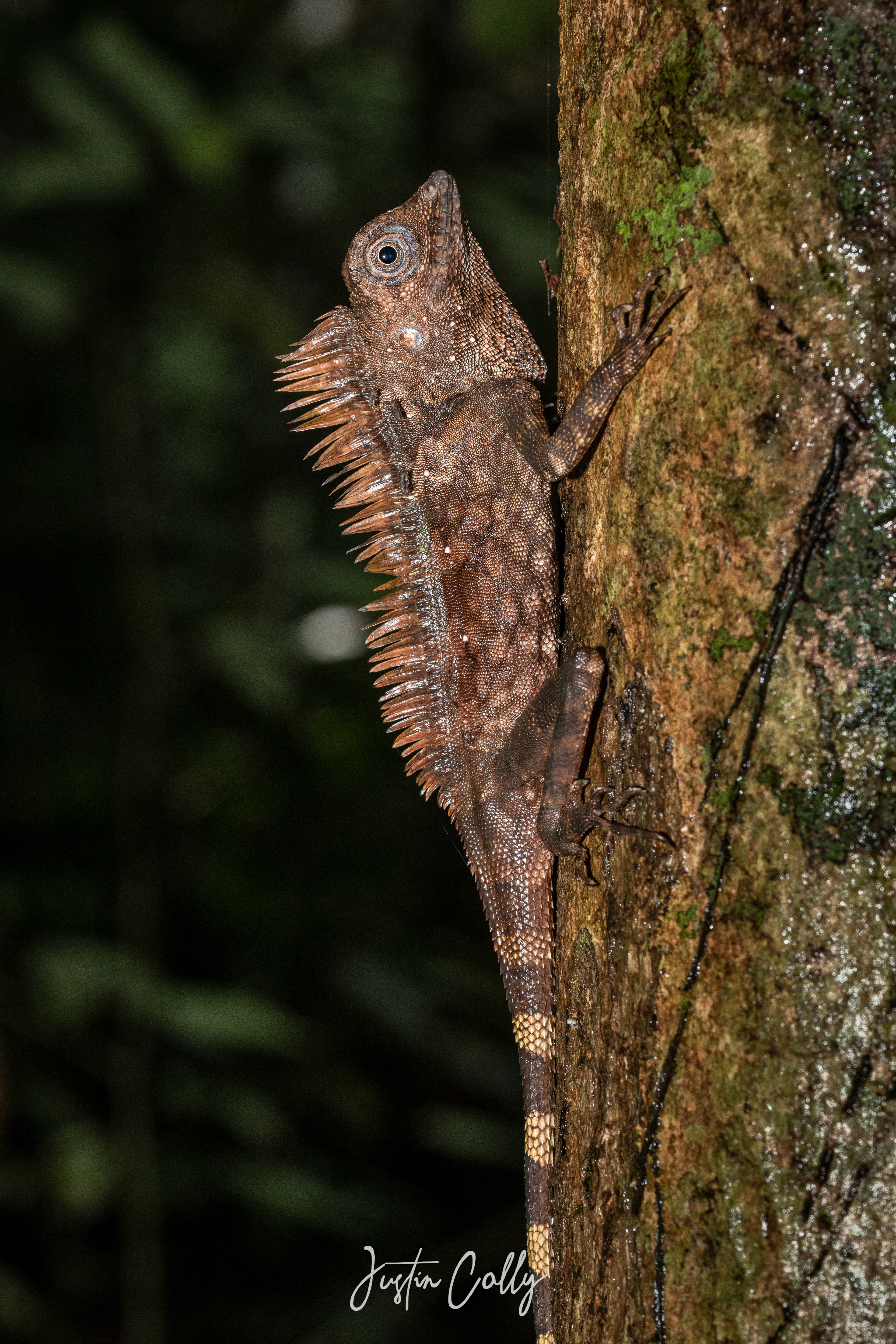 Borneo forest dragon (Gonocephalus bornensis) in Mulu, Borneo