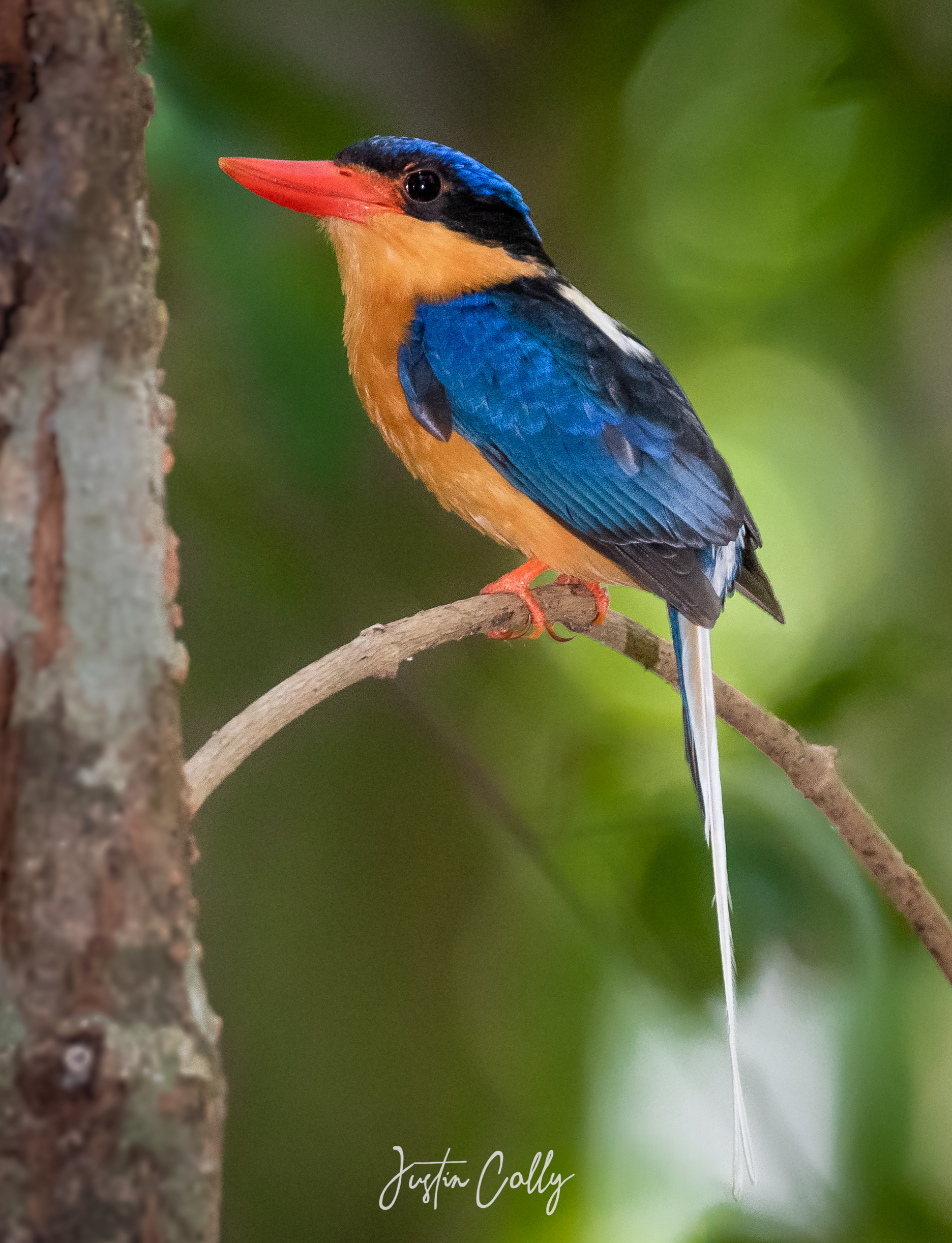 Buff-breasted paradise kingfisher (Tanysiptera sylvia) in the Daintree, Australia