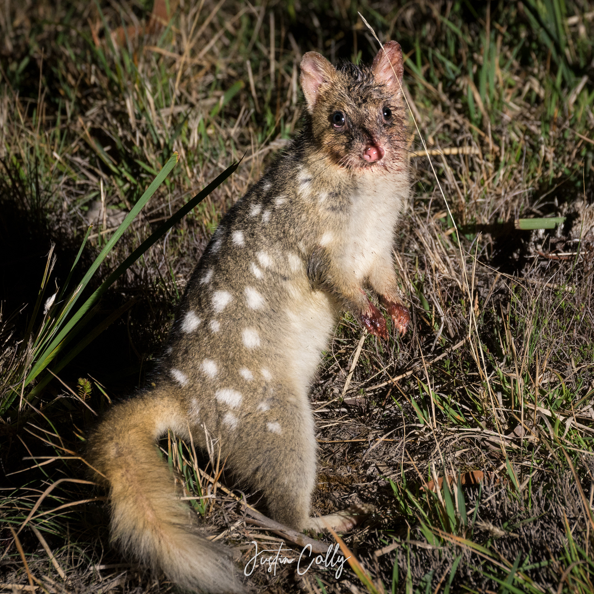 Eastern quoll (Dasyurus viverrinus) in Tasmania, Australia