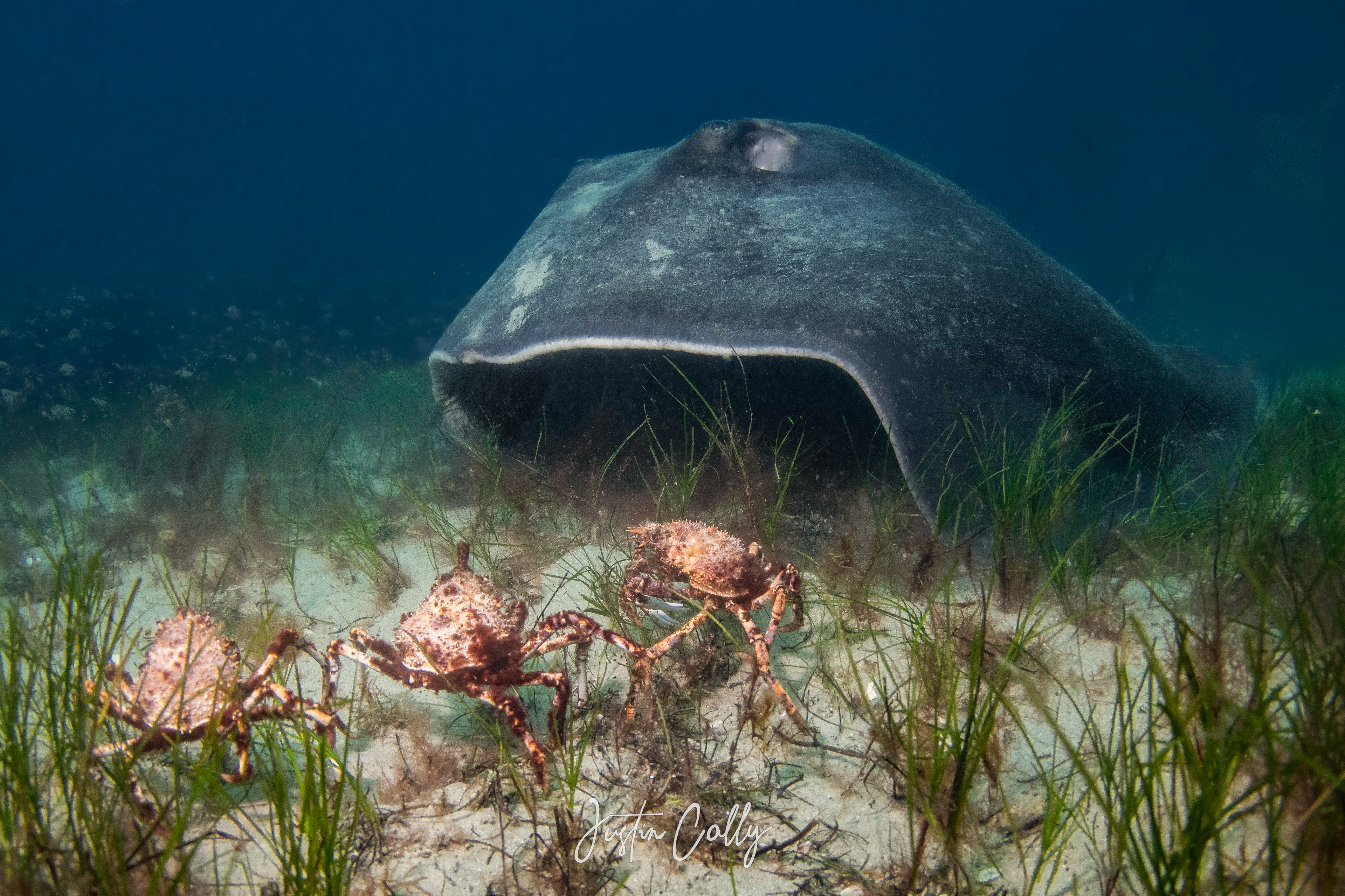 Smooth stingray (Bathytoshia brevicaudata) chasing several giant spider crabs (Leptomithrax gaimardii)