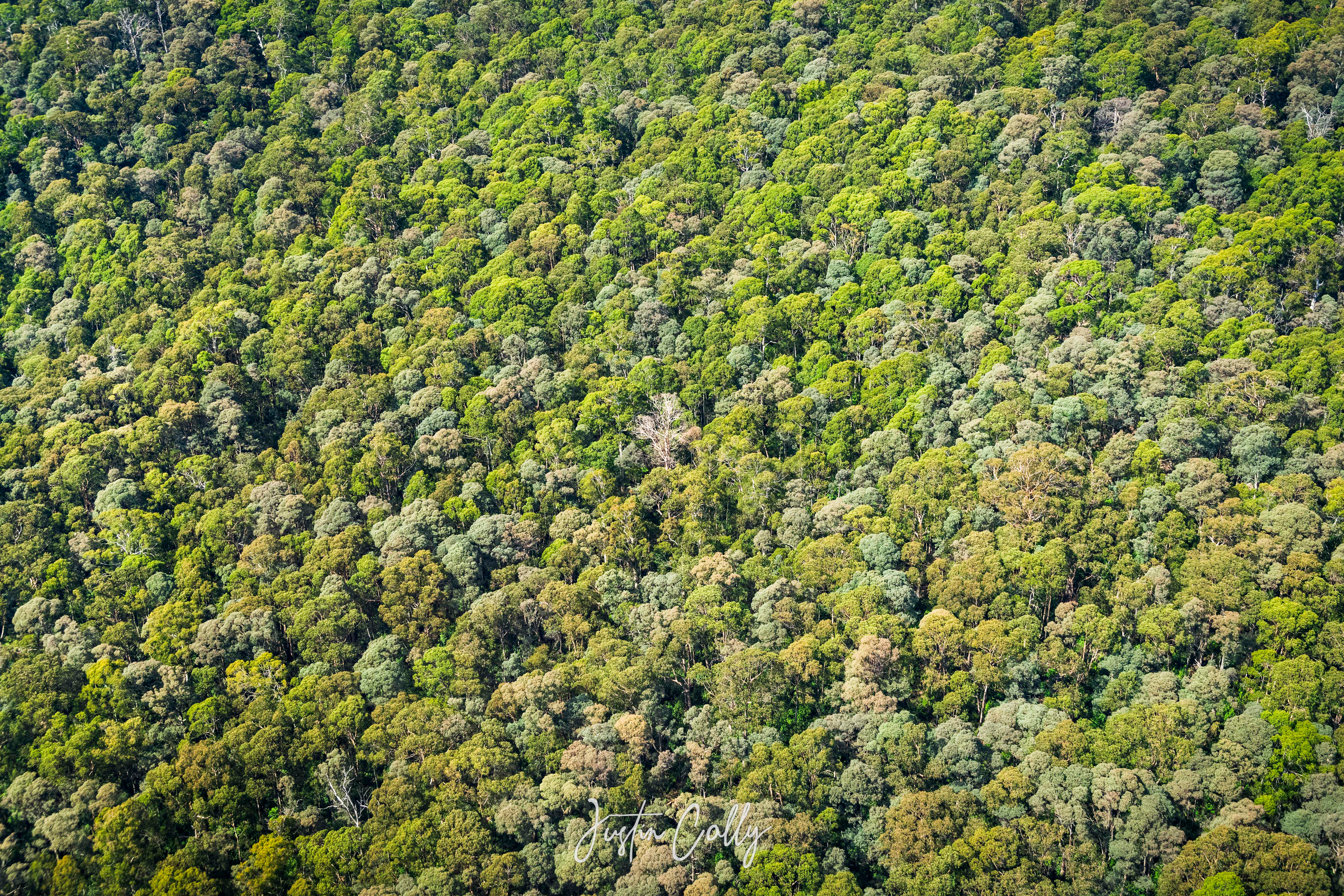 Mountain Ash forests, Rubicon