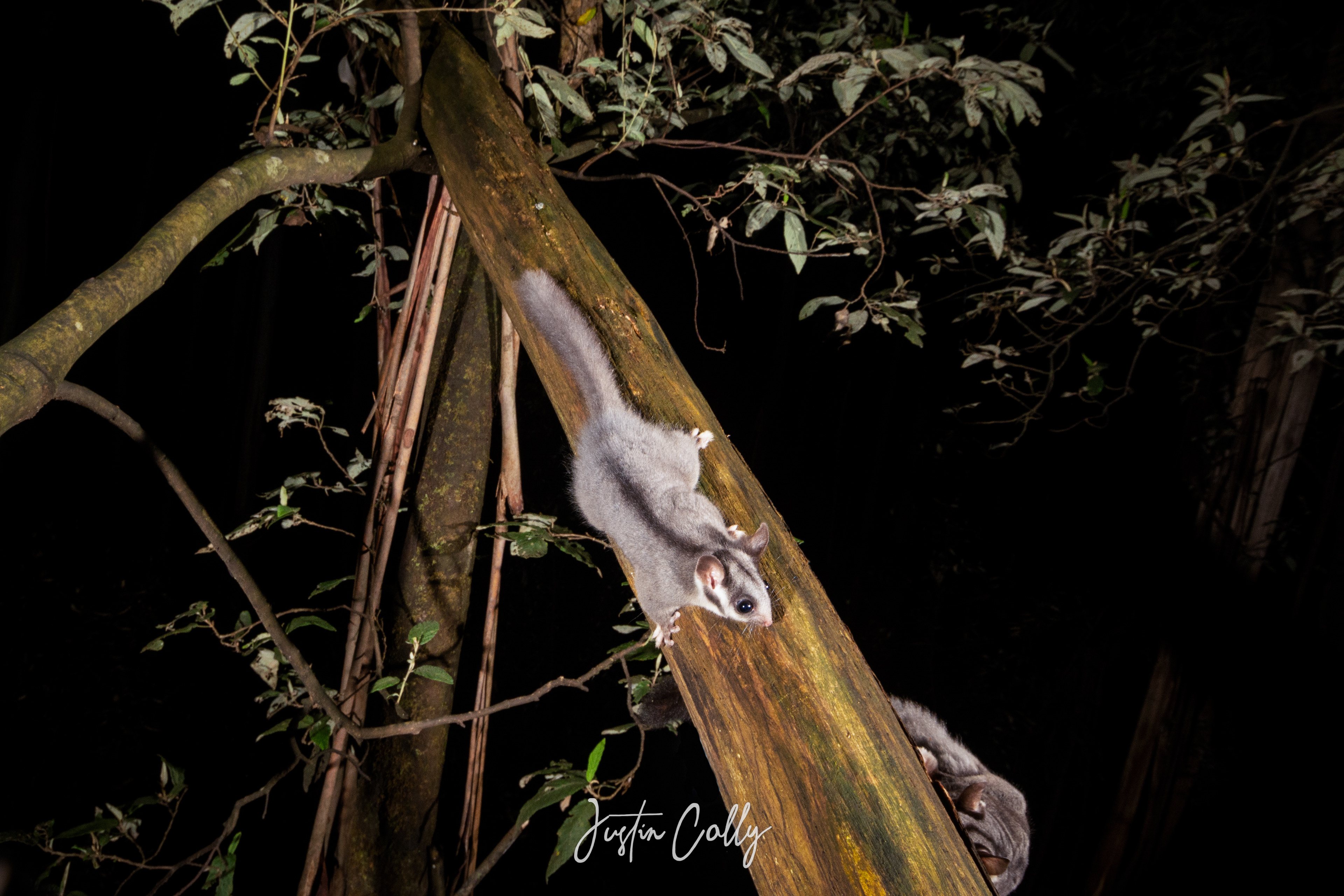 Leadbeater's possums (Gymnobelideus leadbeateri) in Toolangi