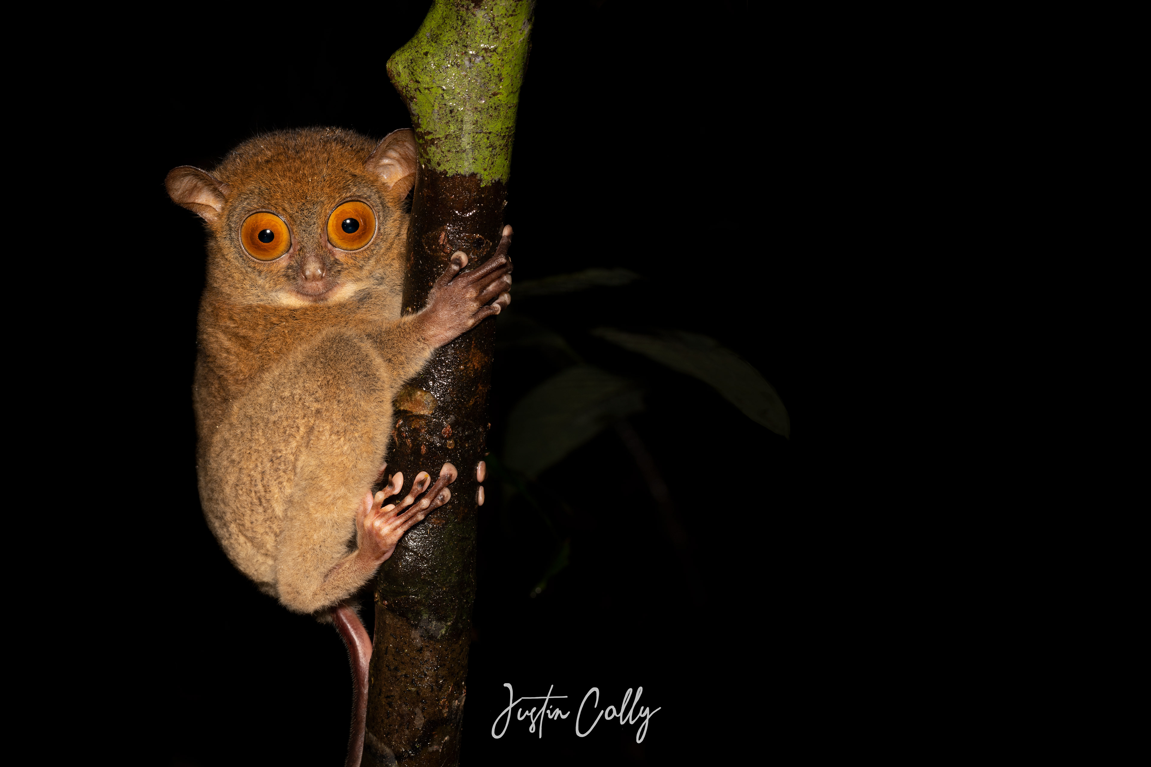 Horsfield's tarsier (Cephalopachus bancanus) in Danum Valley, Borneo