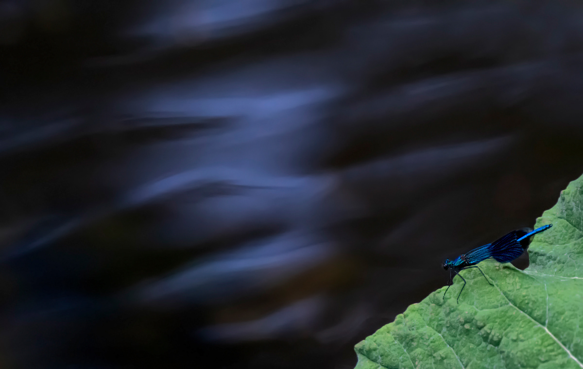 the banded demoiselle and the abyss
