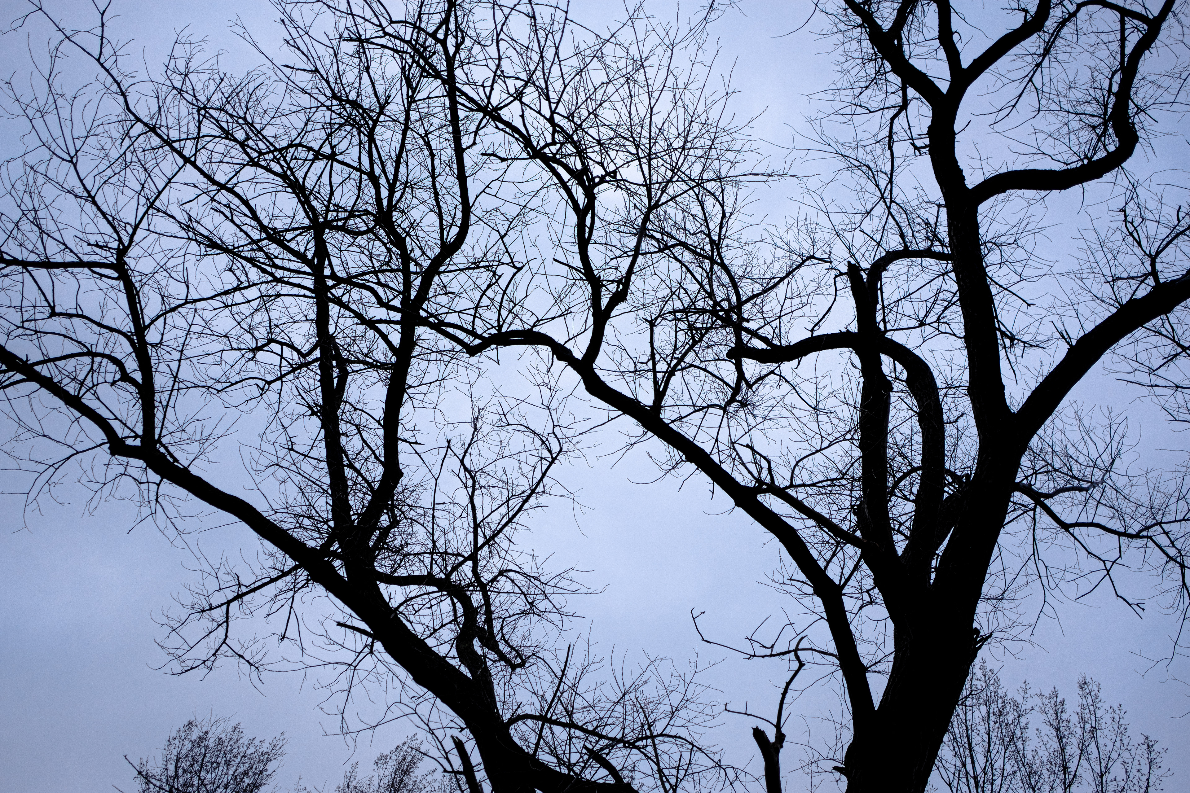 Arbre - Saint-Omer © MARTIN PETEROLFF