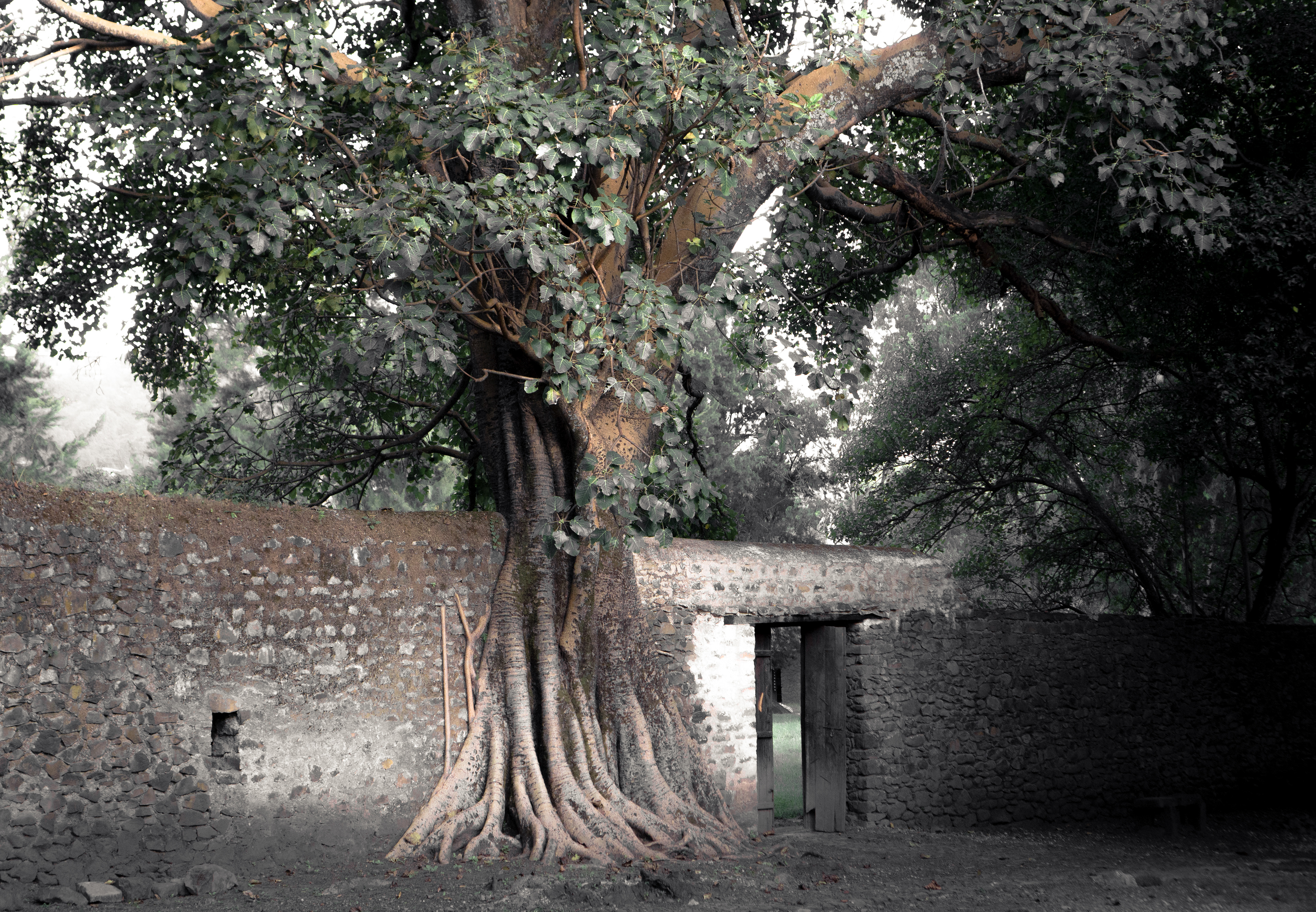 Gondar - Ethiopie © MARTIN PETEROLFF