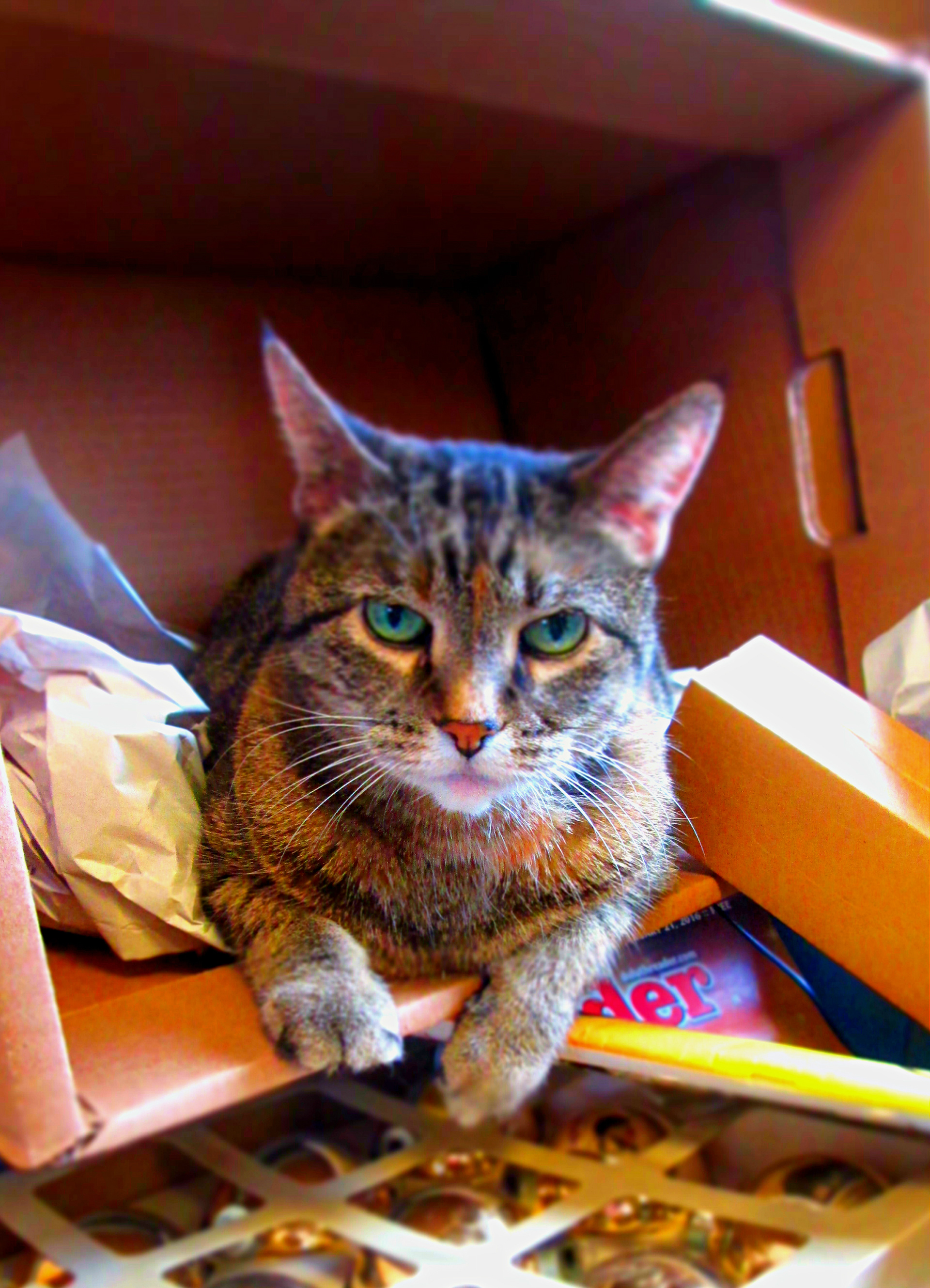 Lily