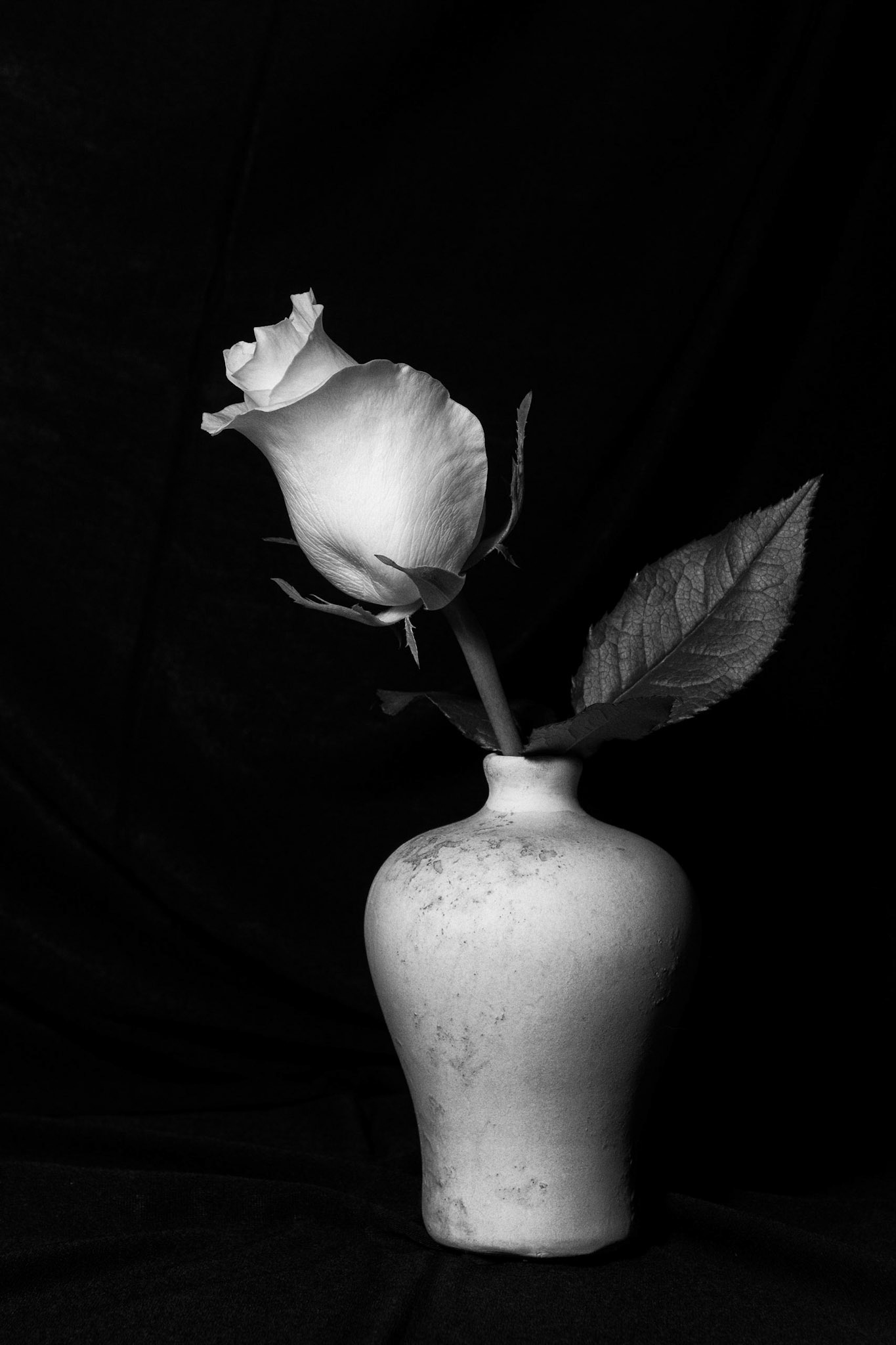 Red Rose In B&W