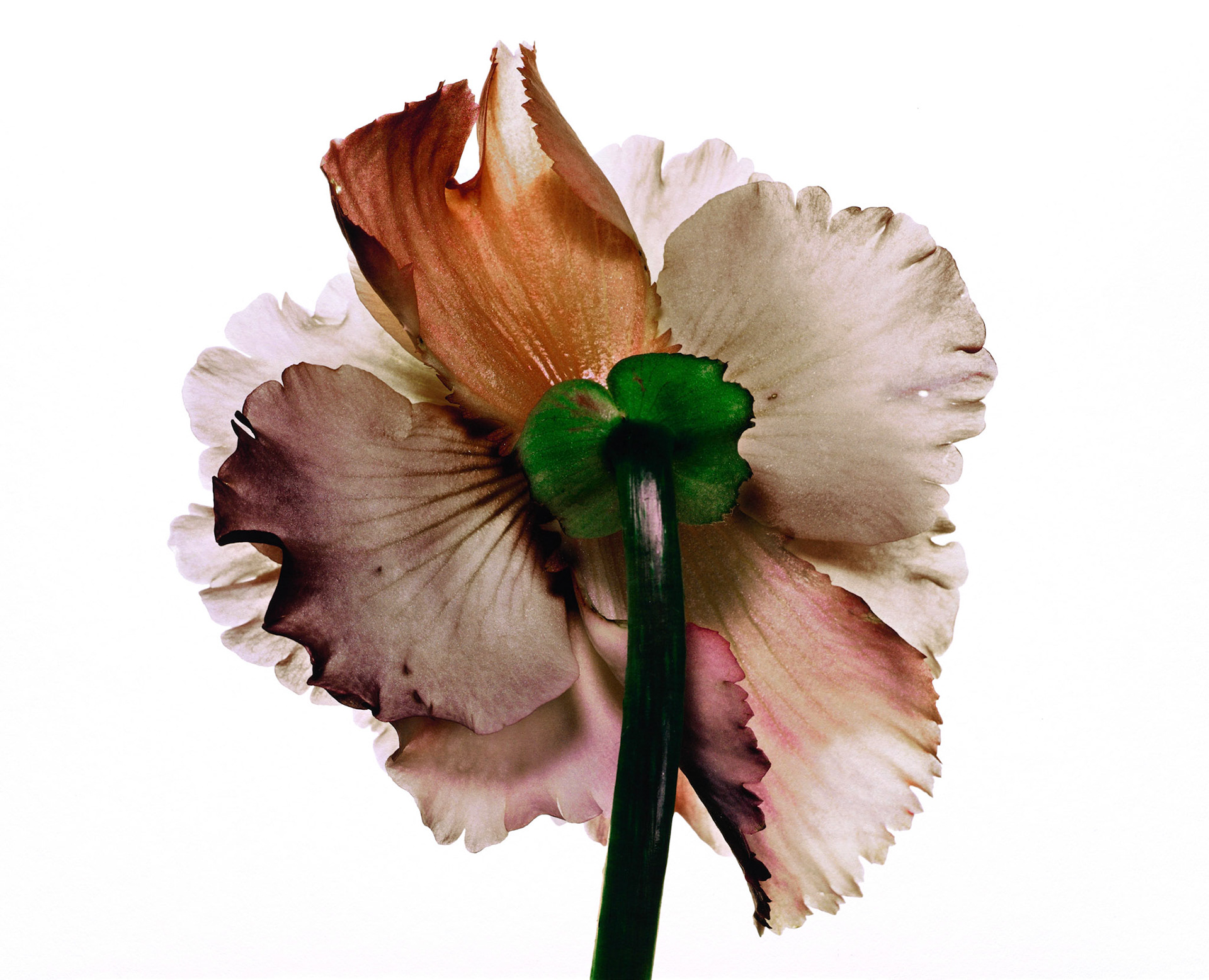 Photograph by Irving Penn * Flowers