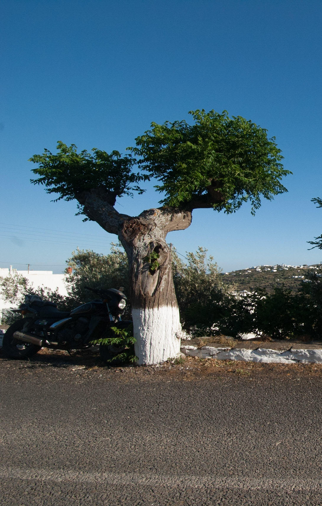 Painted tree along road. Artemonas, Sifnos, Greece.