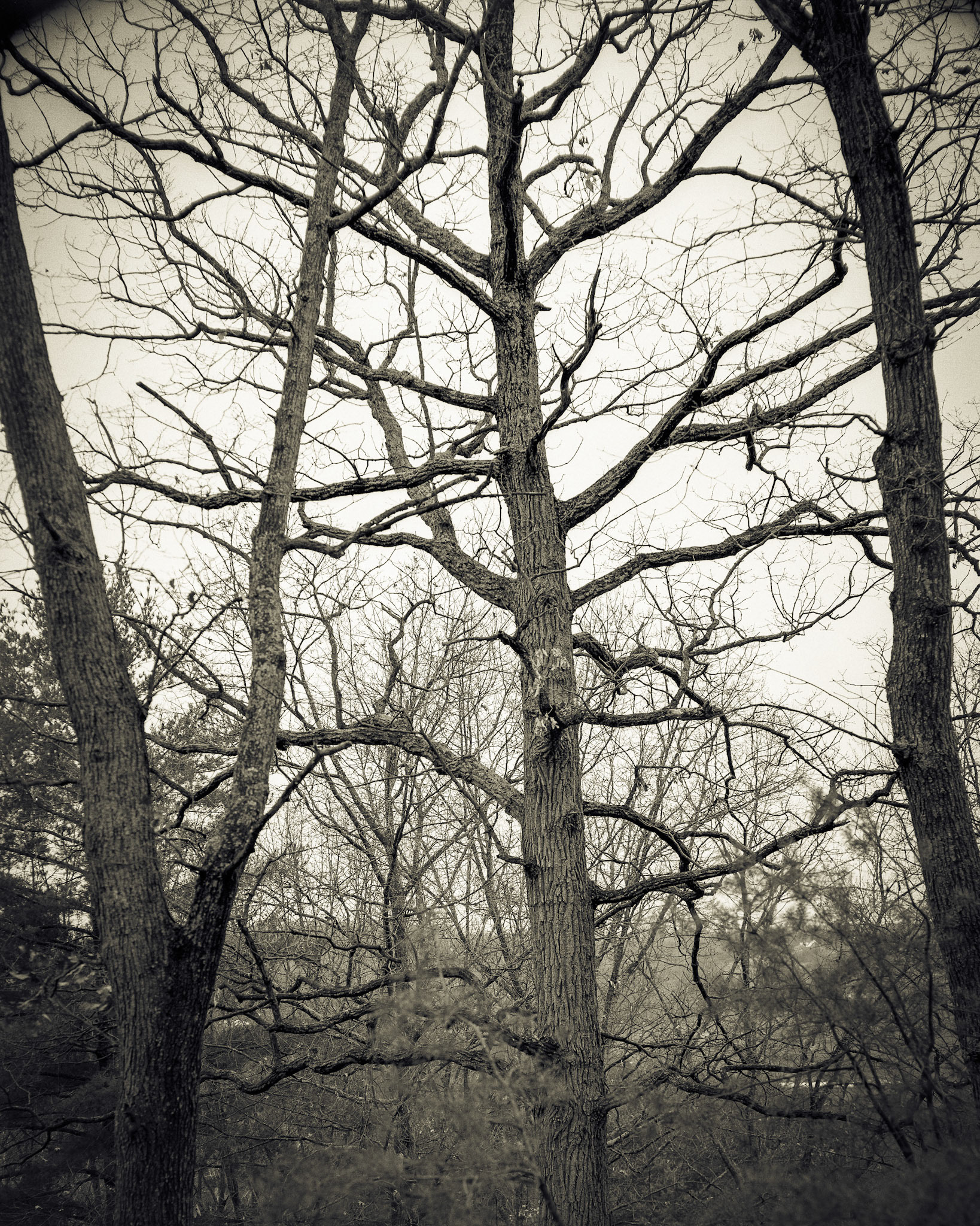 Stingy Hollow Tall Tree