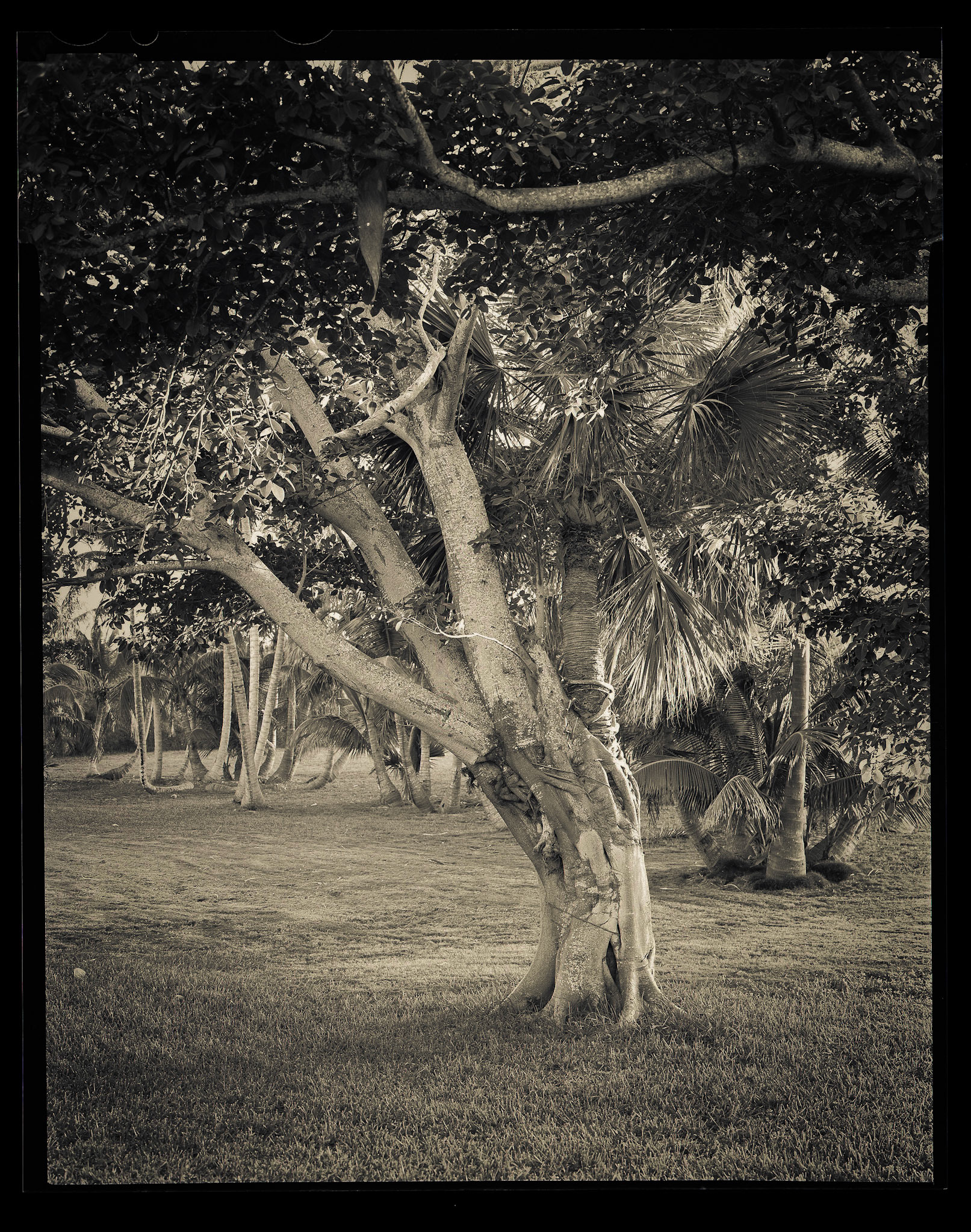 Doubletree. Scotland Cay, Bahamas. 1/8th sec. f11•16