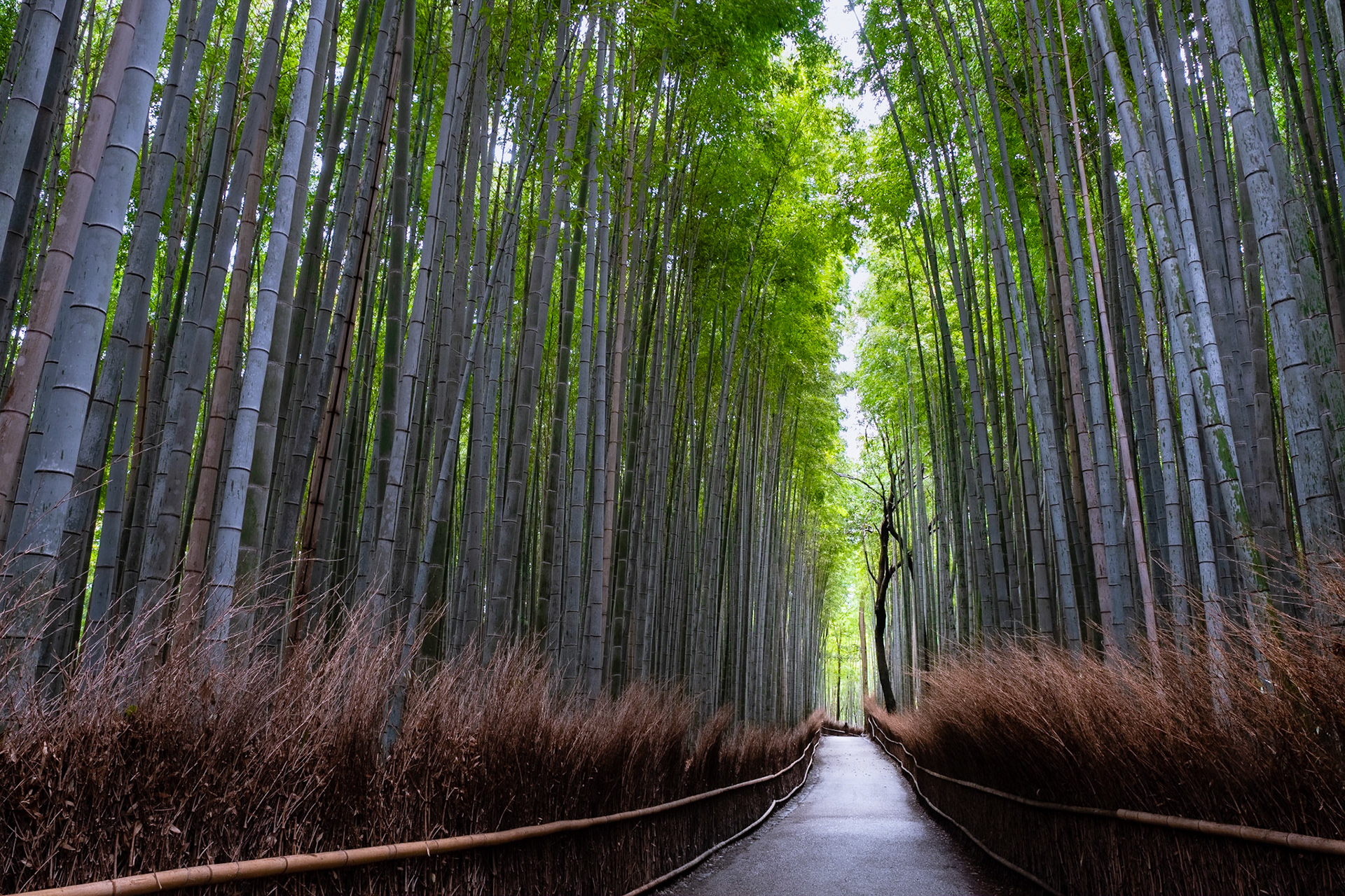 Arashiyama 03