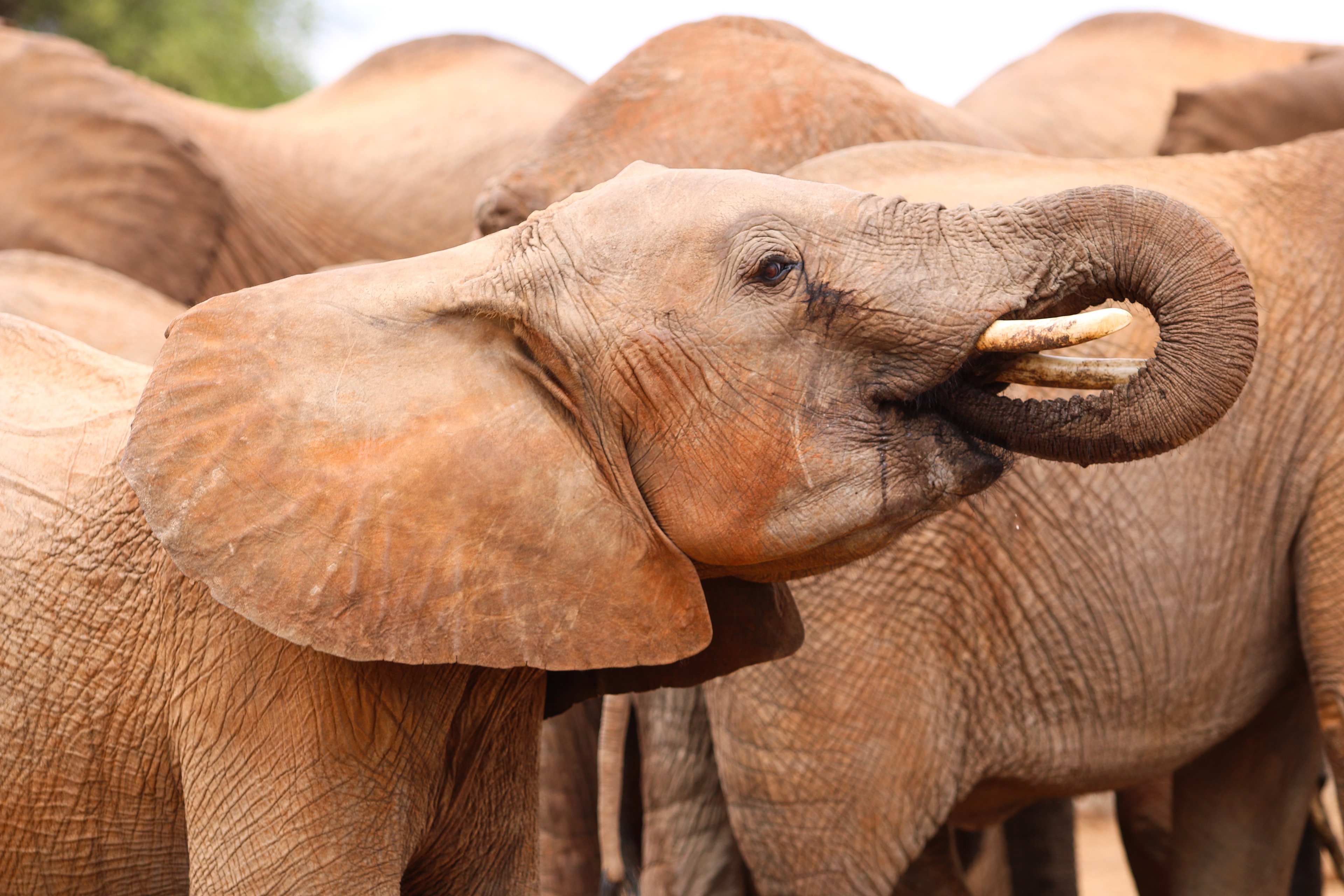 Ithumba, Tsavo East, Kenya