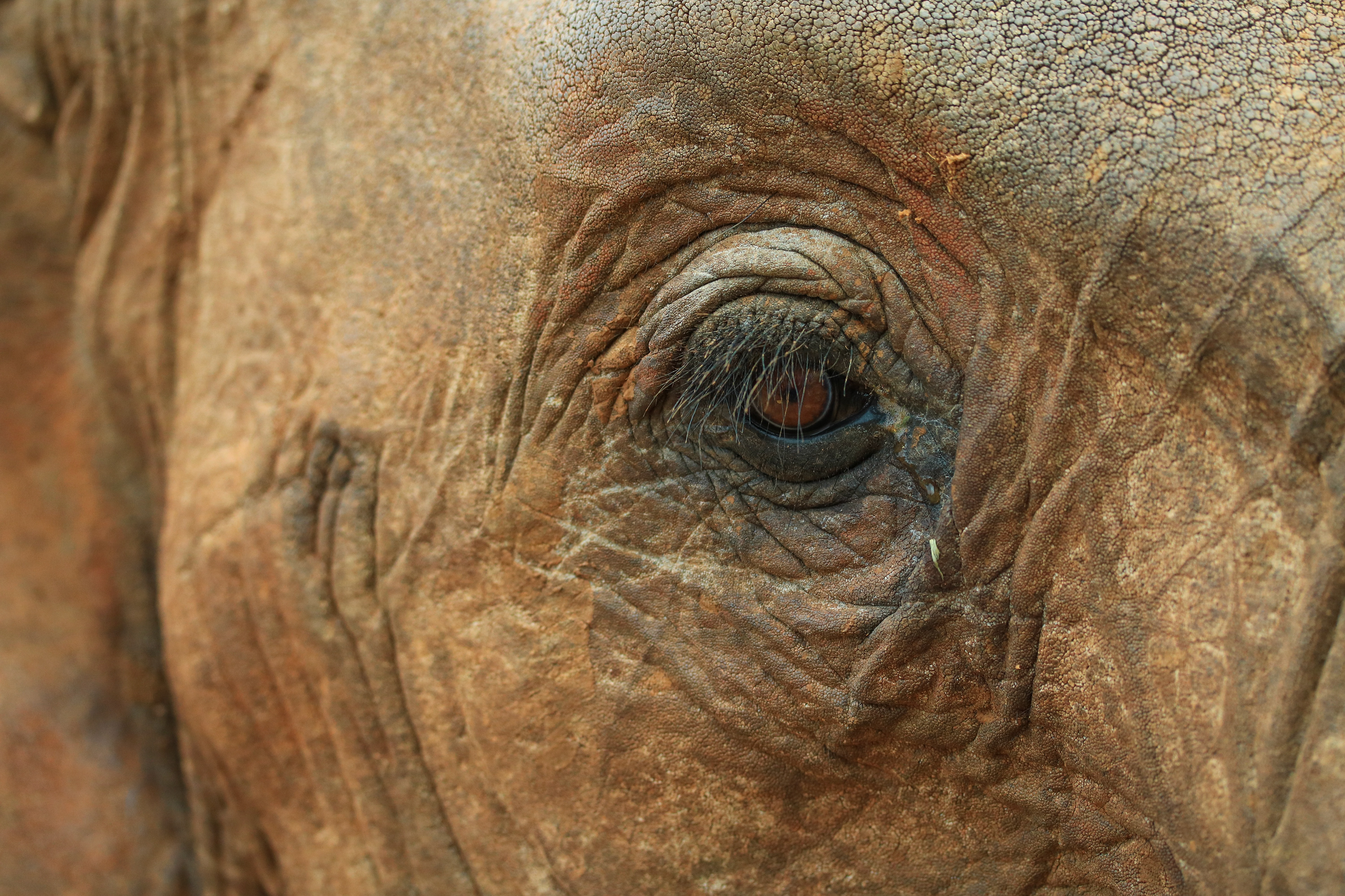 Ithumba, Tsavo East, Kenya