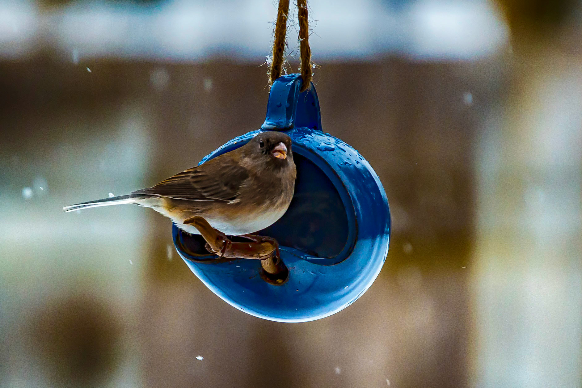 SBB (small brown bird) on a Mug Bird Feeder