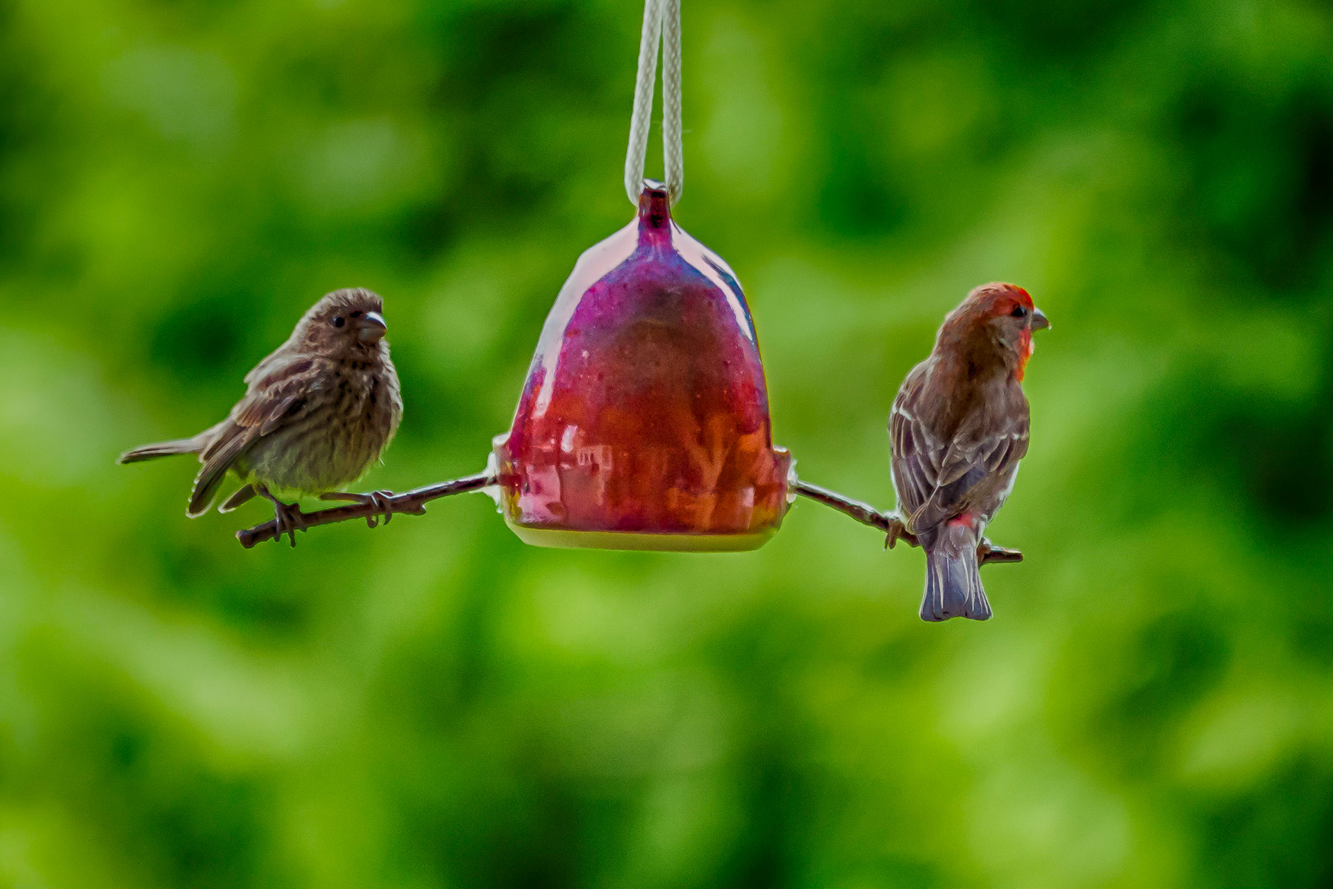 House Finches on a double Bird Feeder
