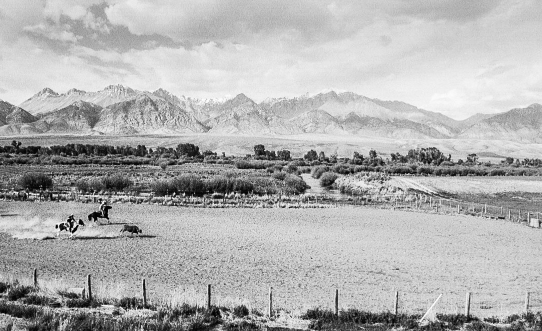 Steer Roping in Wyoming