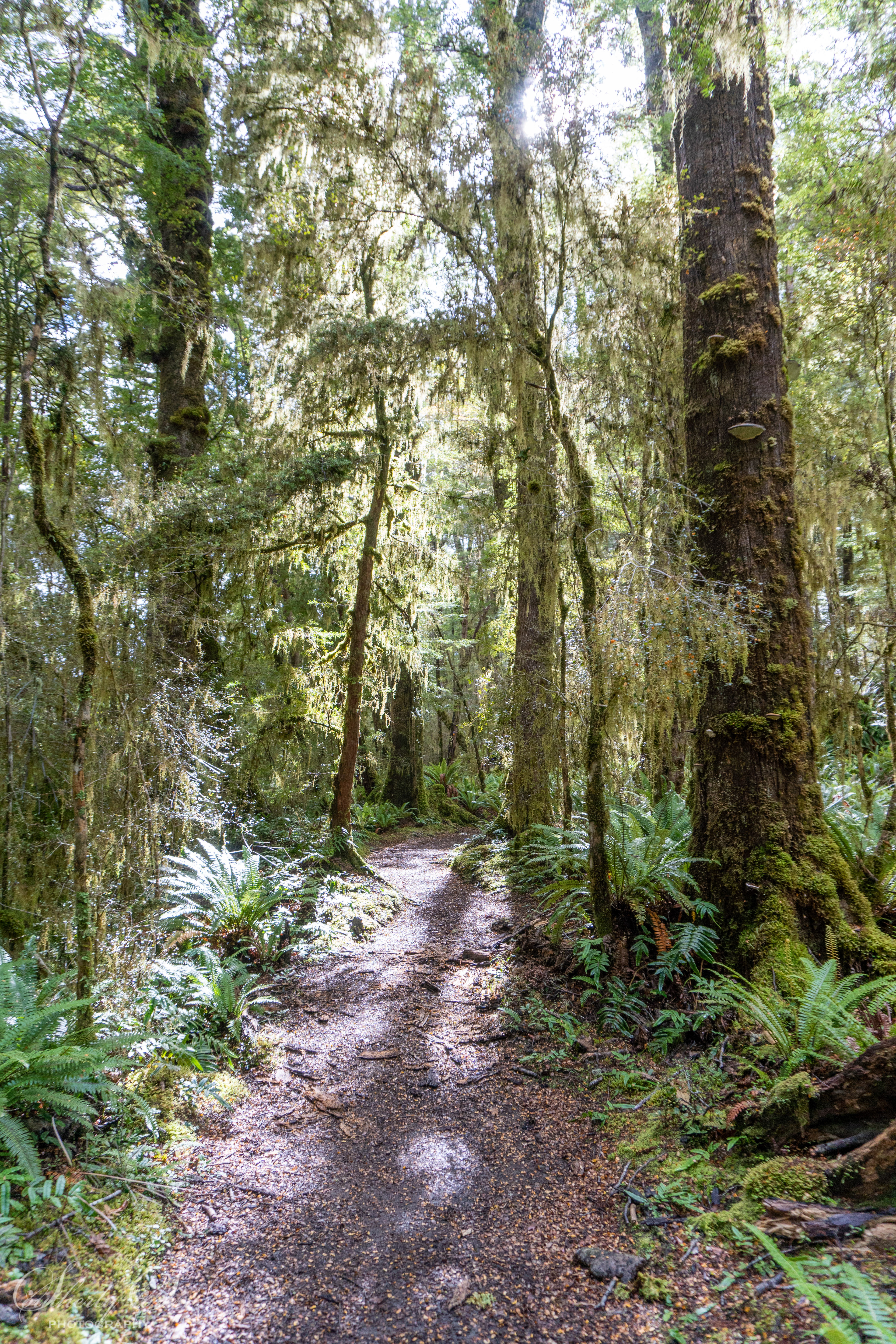 Track through the bush