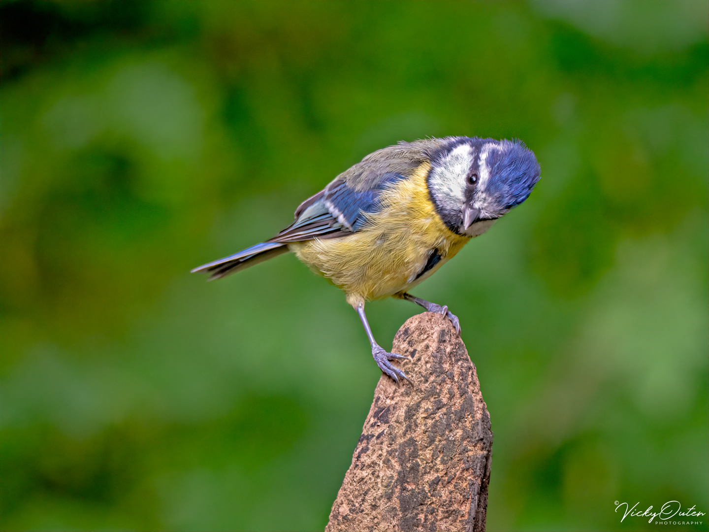 Blue tit