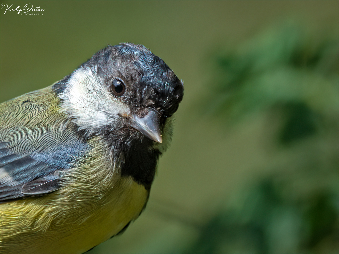 Great tit