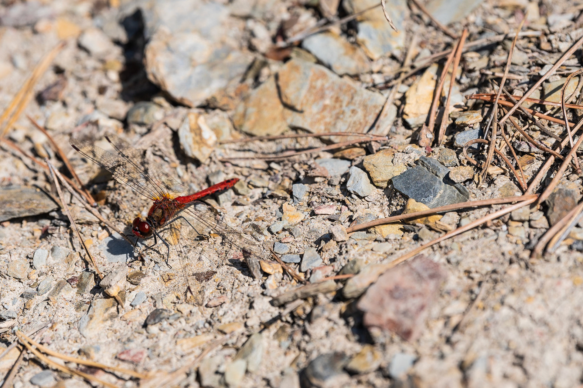 Rote Libelle