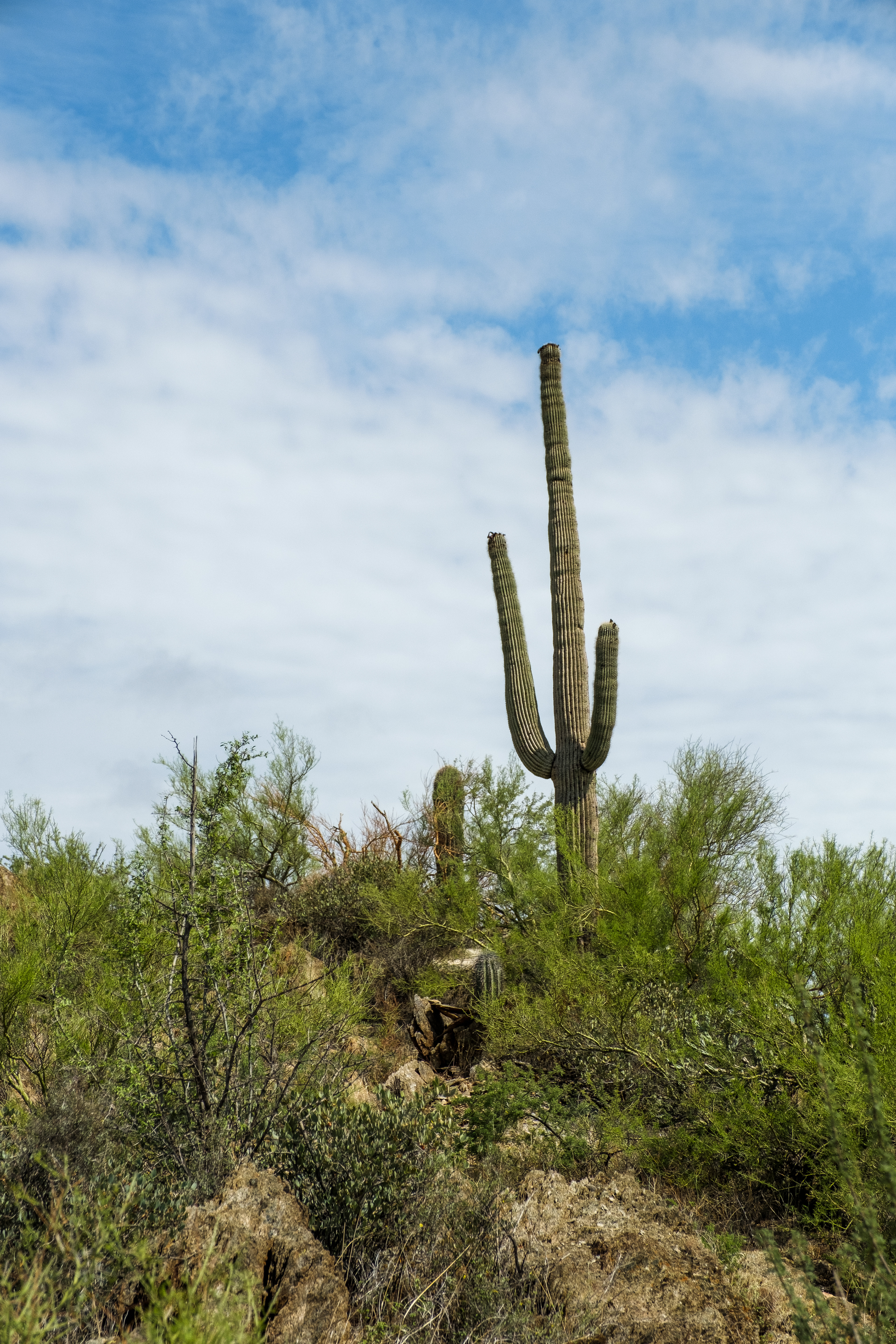 Saguaro