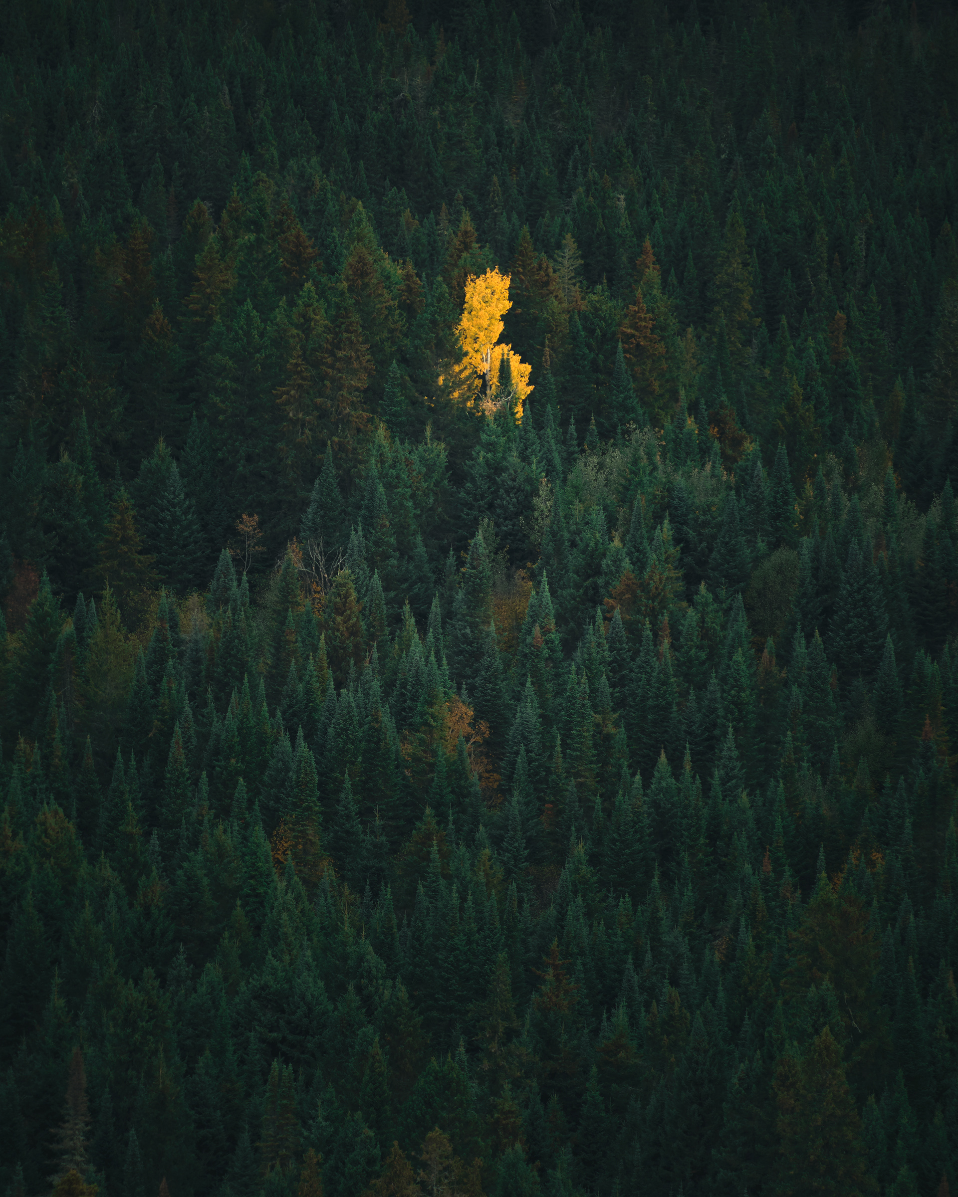 Levoix Tree