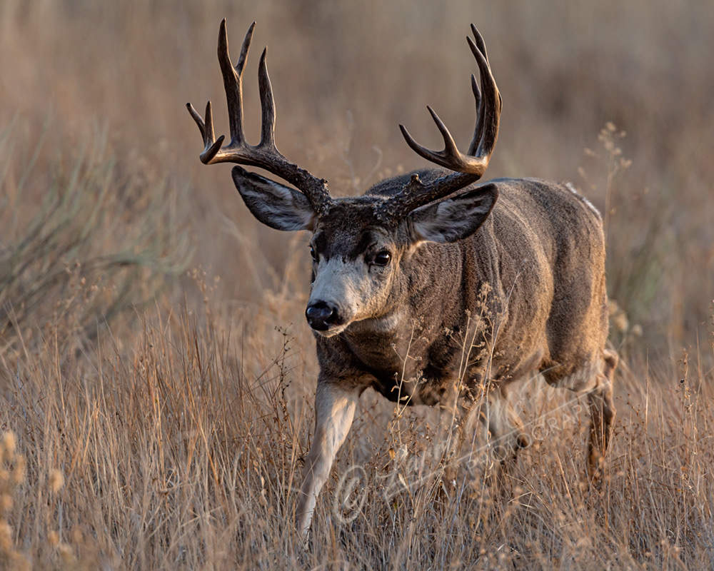 Mule Deer Buck - Image #6900