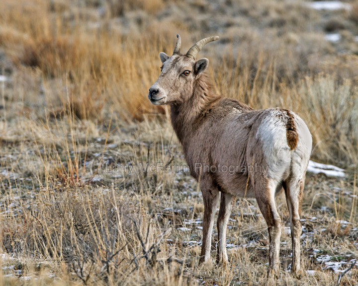 California Bighorn Sheep Ewe - Image 6840