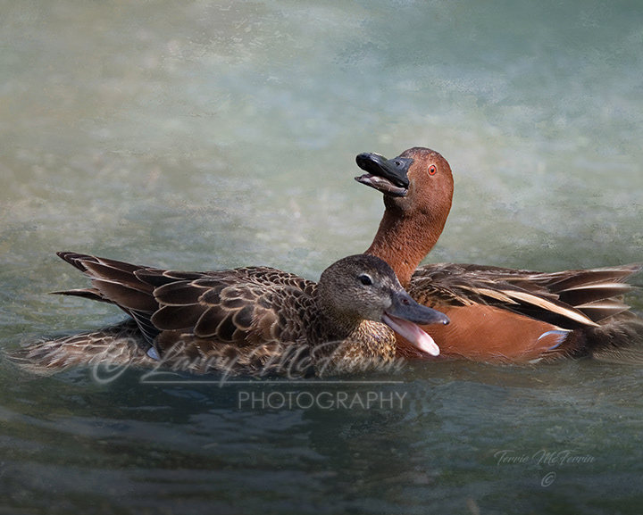 Cinnamon Teal - Image 3587DA