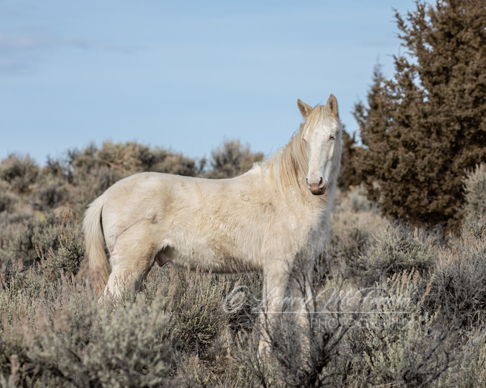 Survivor - S. Steens HMA Colt - Image #5080