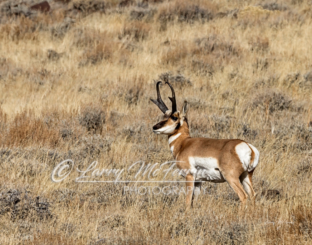 Pronghorn Buck - Image 6407