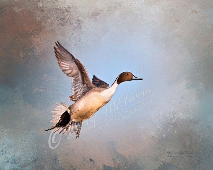 Northern Pintail - Image 7637DA