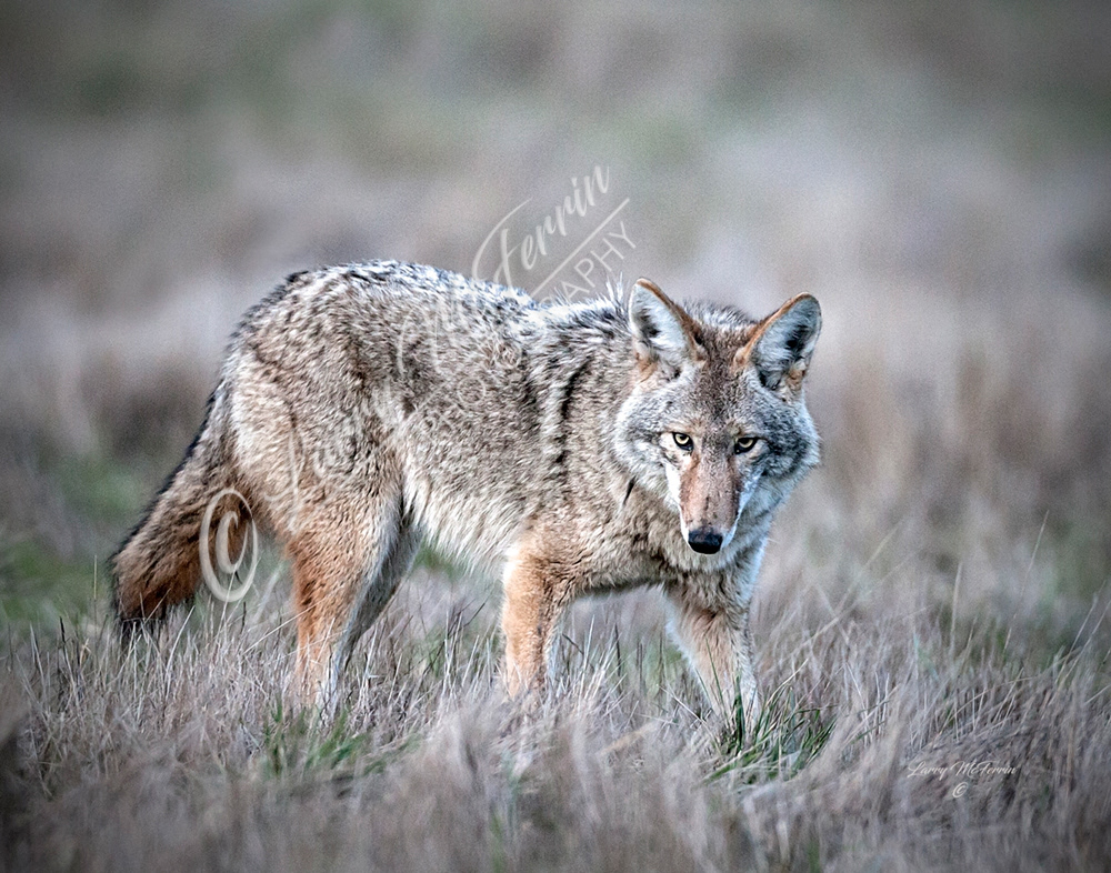 Coyote - Image 2978
