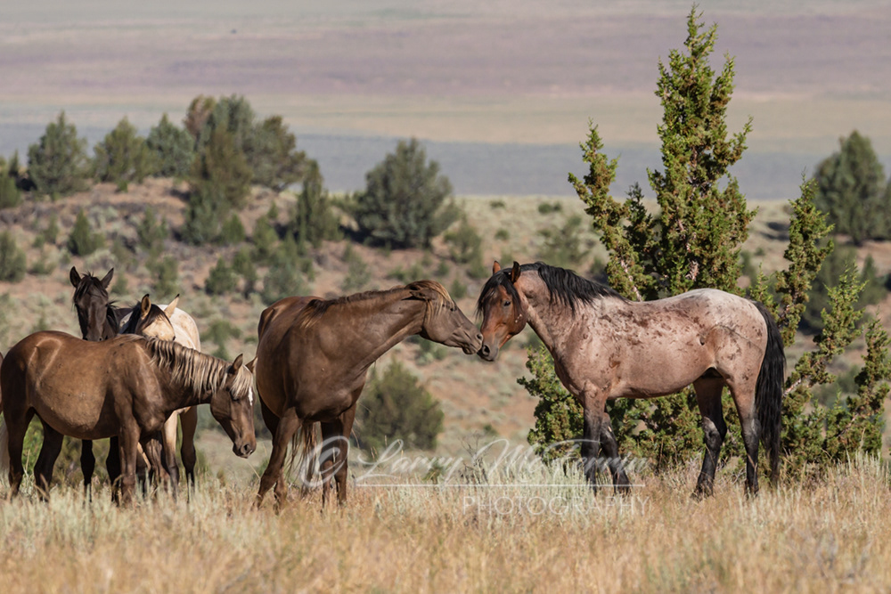 Mystique & Stallion Mateo - S. Steens HMA Mustangs - Image #0534
