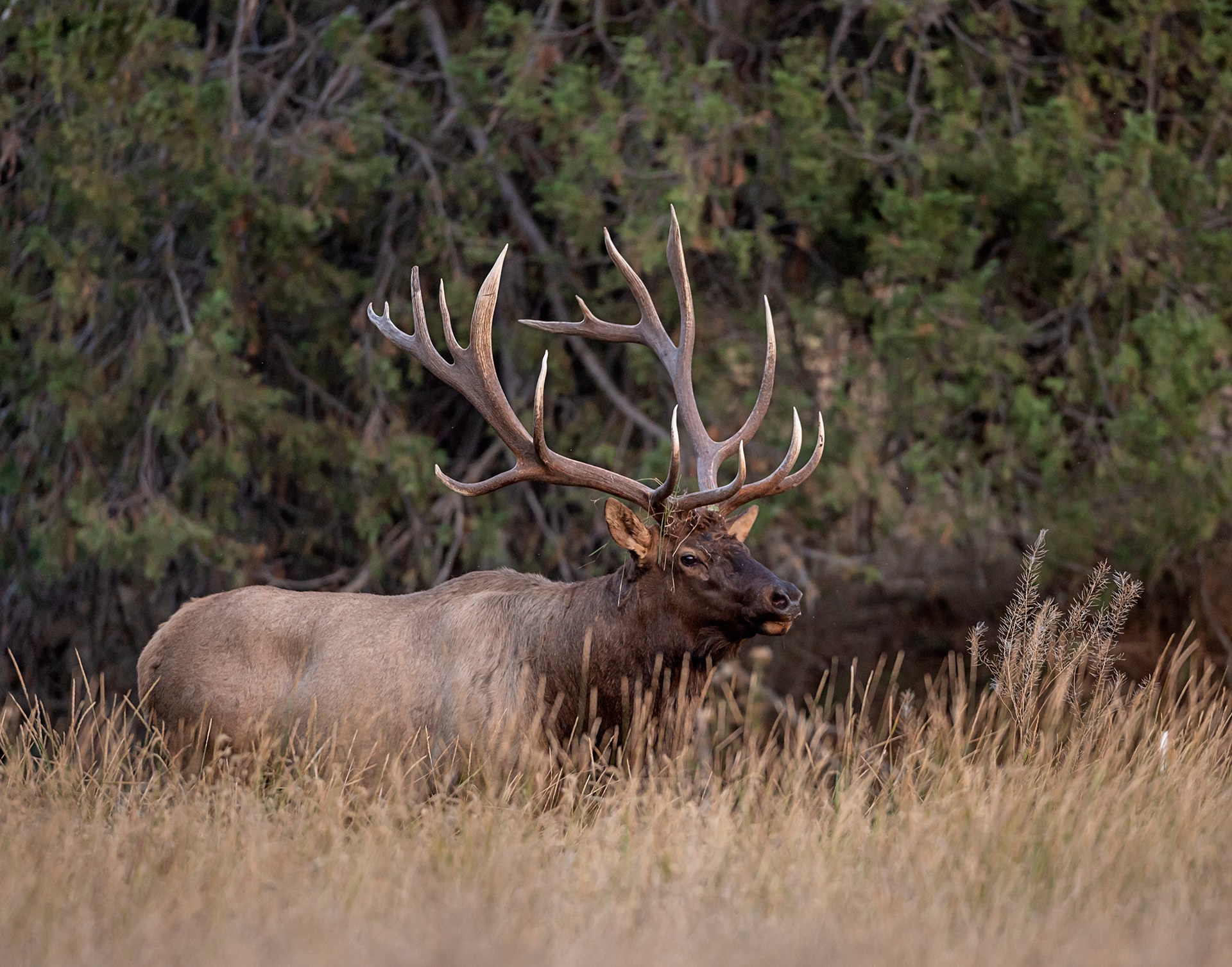 Larry McFerrin Photography Elk