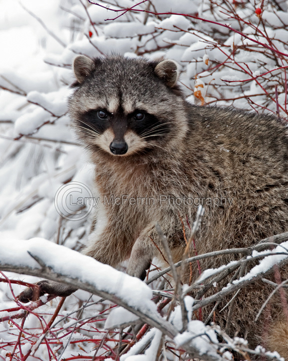 Raccoon - Image 0024