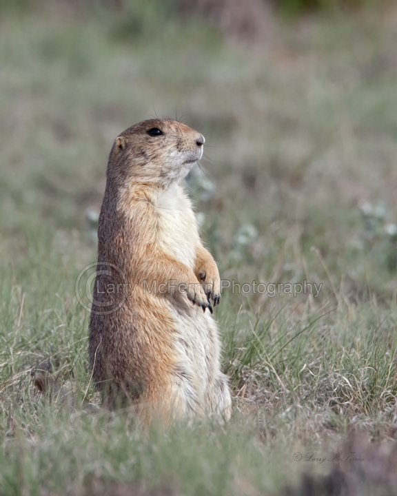 Black-tailed Prairie Dog - Image 5311