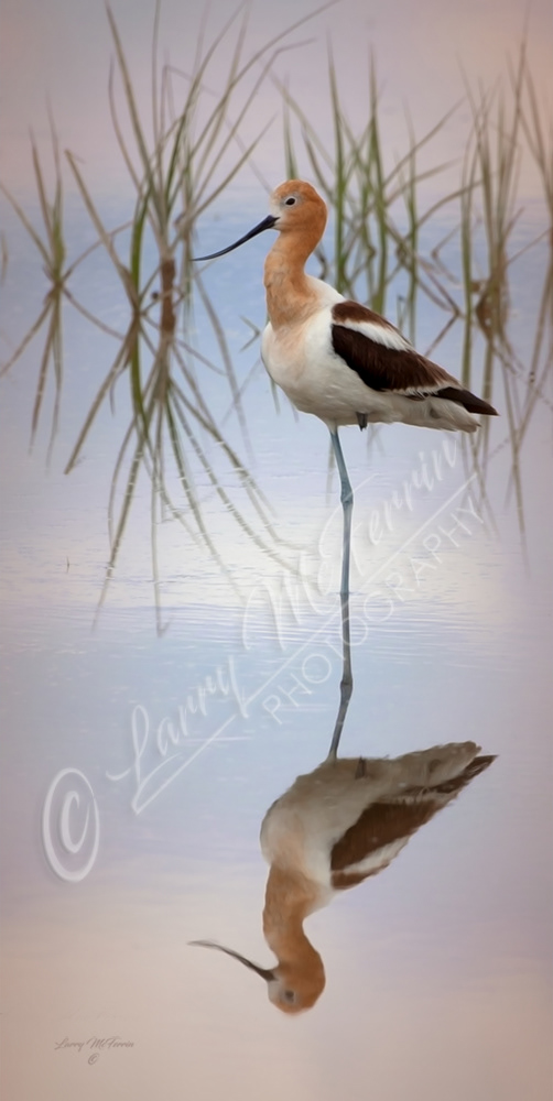American Avocet, Malheur NWR, Oregon - Image 6236