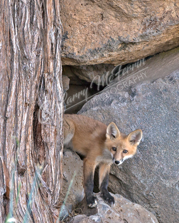 Red Fox Kit - Image 2327