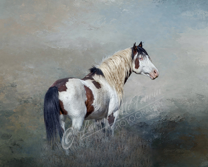 Shaman, S Steens Stallion, Oregon - Image 6089DA