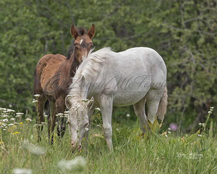 Big Summit Territory Wild Foal - Image #7968