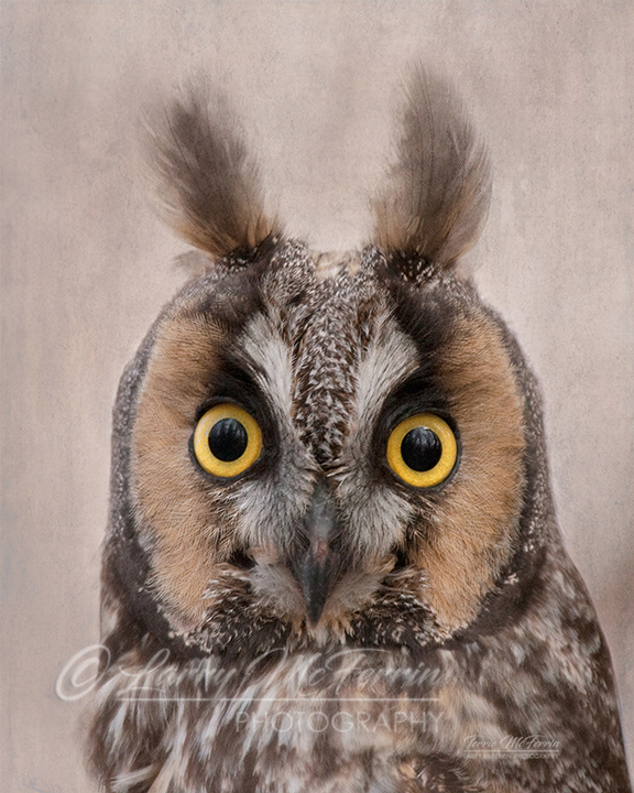 Long-eared Owl - Image 8563DA