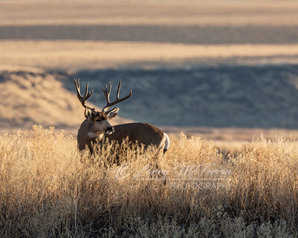 Mule Deer Buck - Image 6232