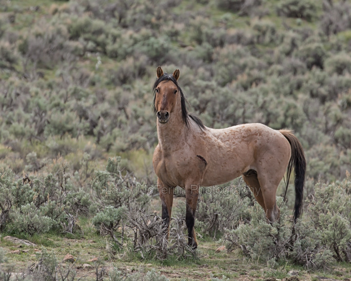 Stallion - Warm Springs HMA, Oregon - Image #3387