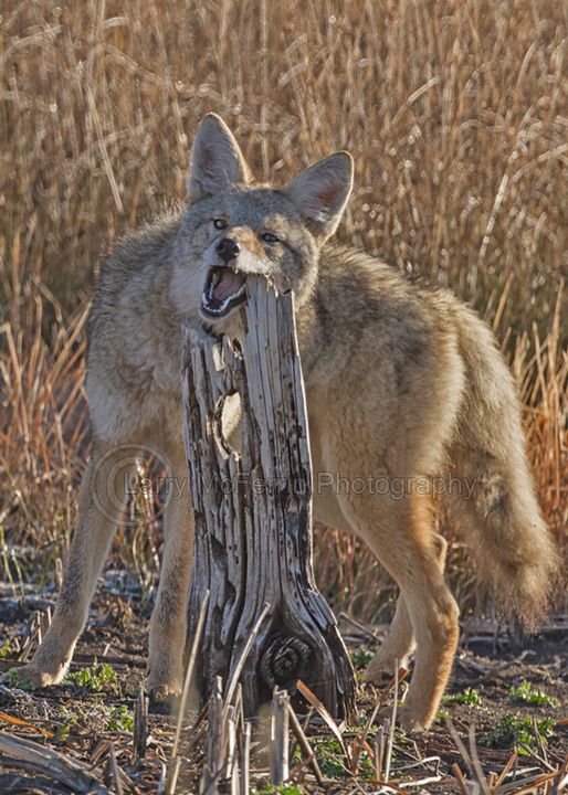 Coyote - Image 0952