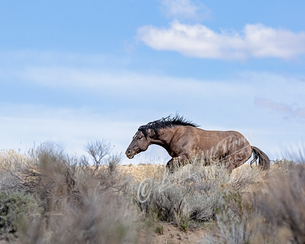 Valor - S. Steens HMA Stallion - Image #4226